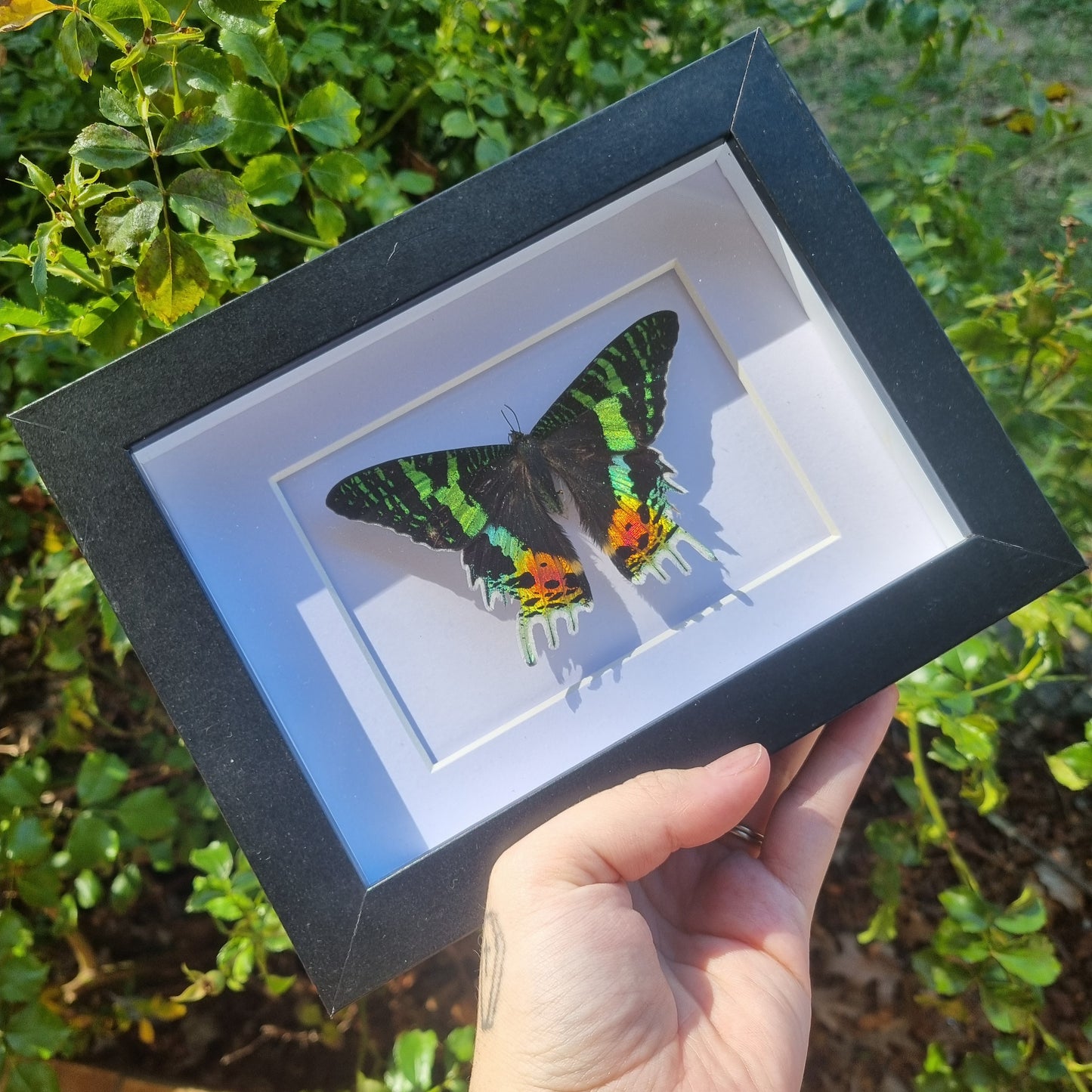 Madagascan Sunset Moth