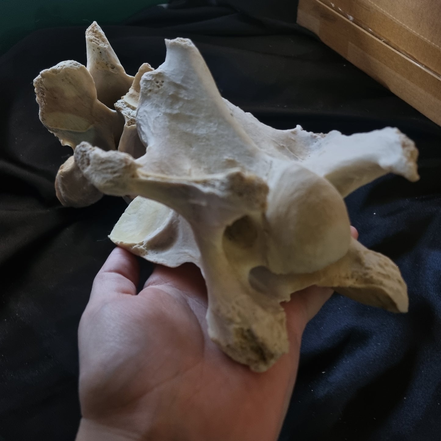 Huge Cow Vertebrae