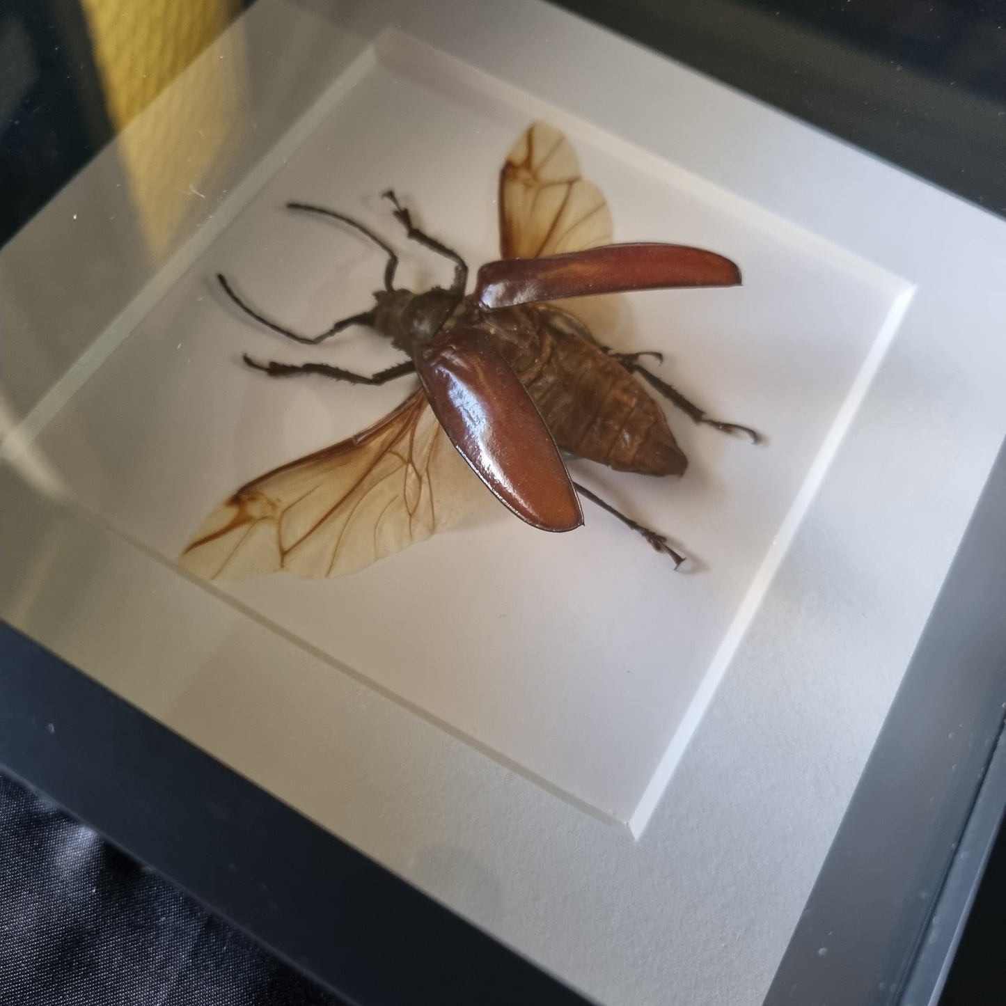 Rhaphiodus Drescheri | Frame | Framed Entomology Décor | Real Specimen | Nature