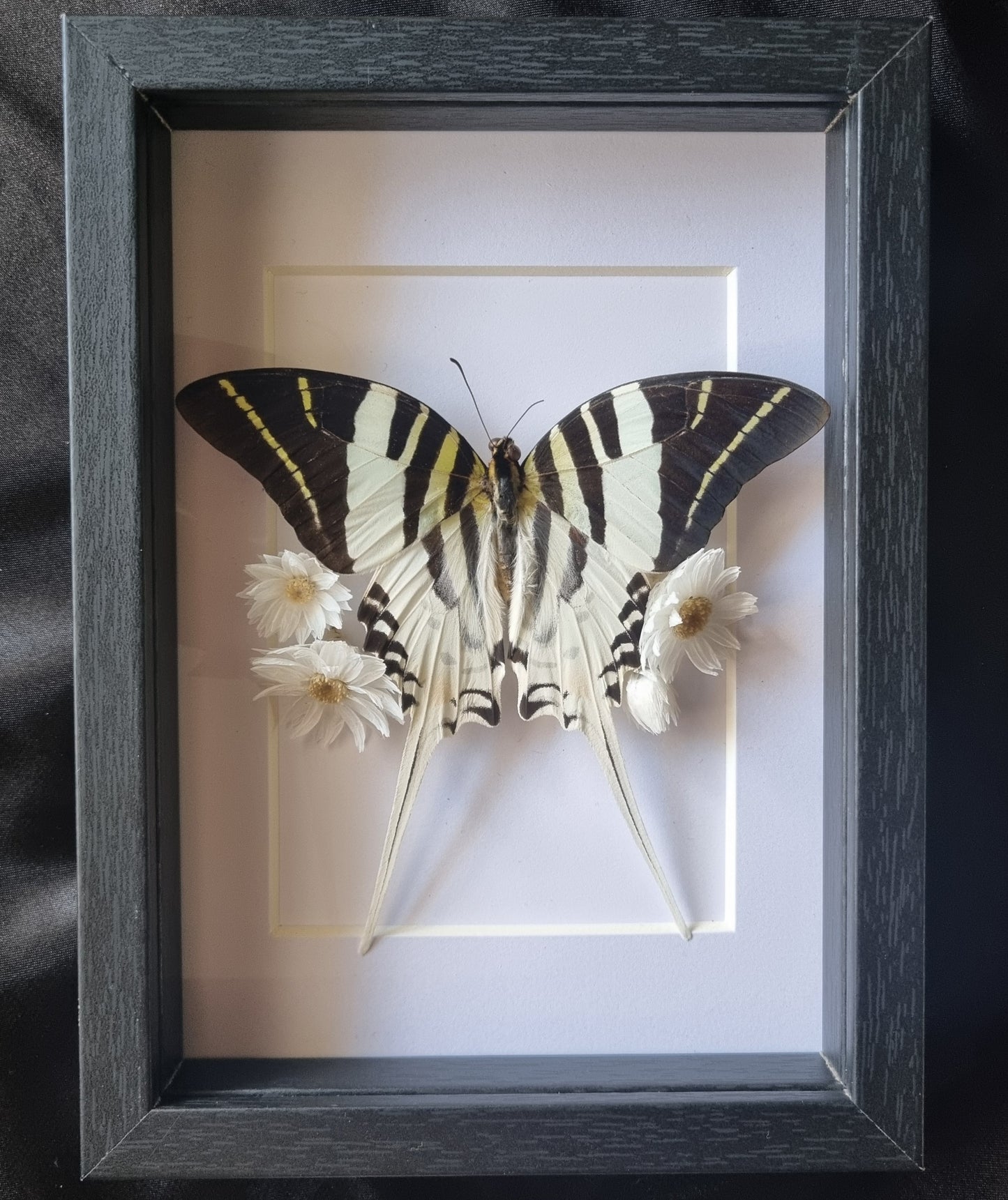 Graphium Androcles | Frame | Framed Entomology Décor | Real Specimen | Nature