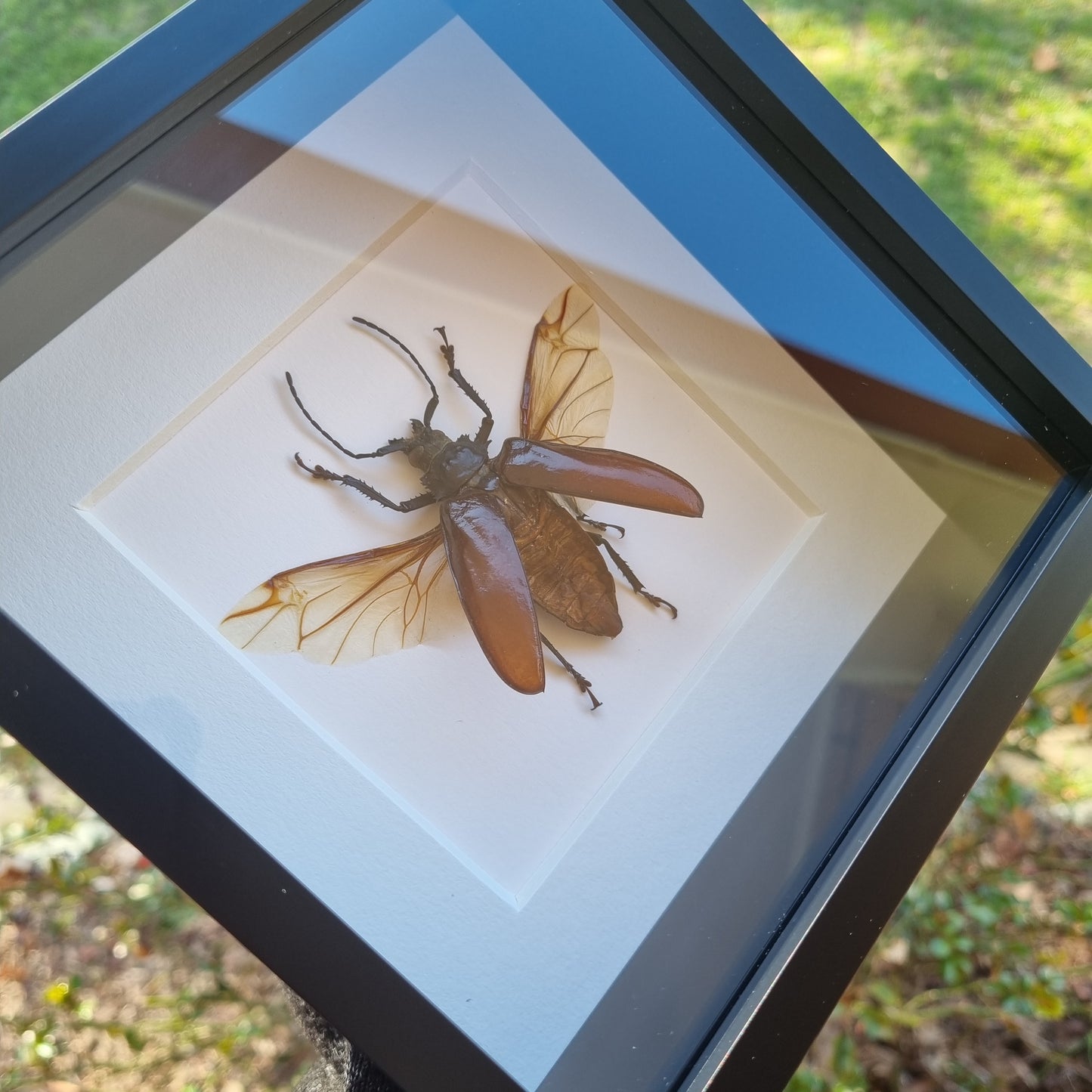 Rhaphiodus Drescheri | Frame | Framed Entomology Décor | Real Specimen | Nature