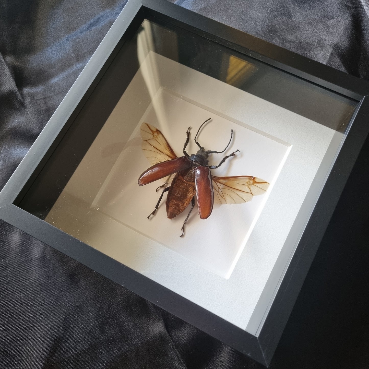 Rhaphiodus Drescheri | Frame | Framed Entomology Décor | Real Specimen | Nature