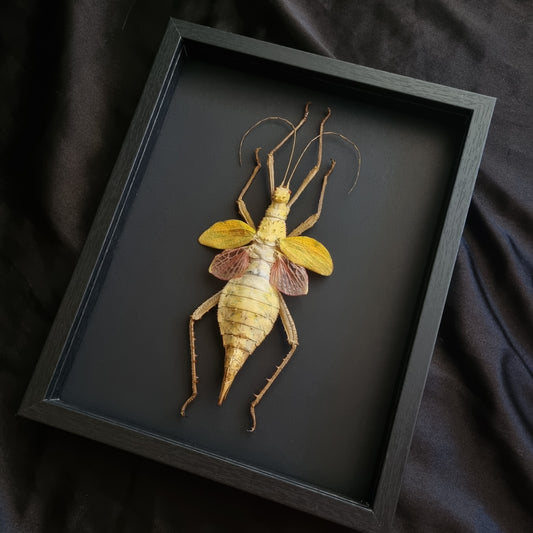 Heteropteryx dilatata | Frame