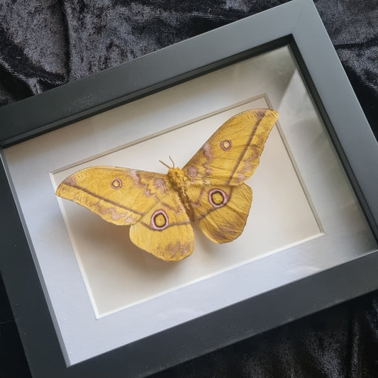 Yellow Emperor Moth | Gonimbrasia | Frame | High Quality
