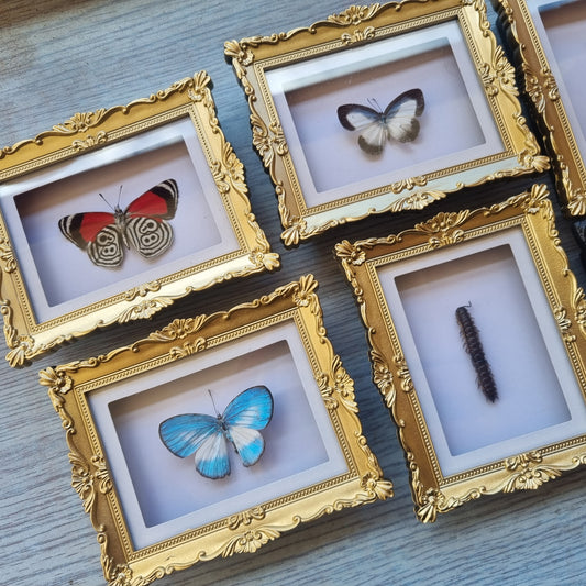 Mini Magnet Frames