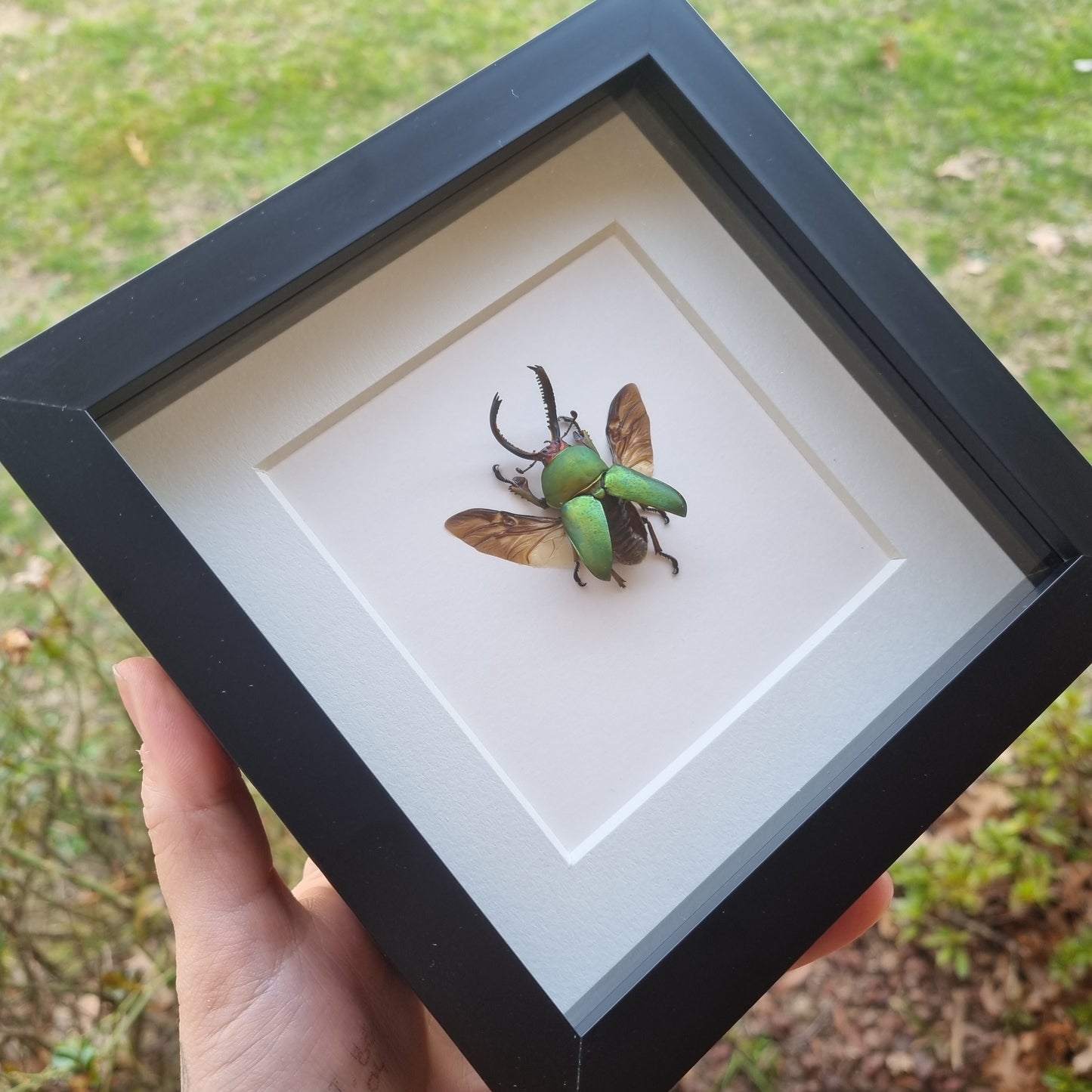 Lamprima Adolphinae | Frame | Framed Entomology Décor | Real Specimen | Nature