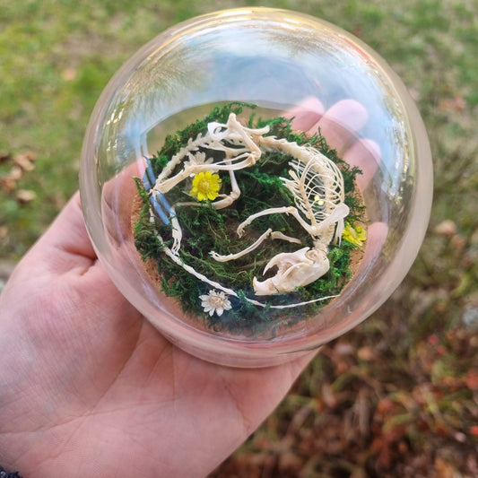 Articulated Mouse Dome