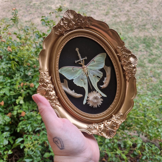 Luna Moth | Ornate Display