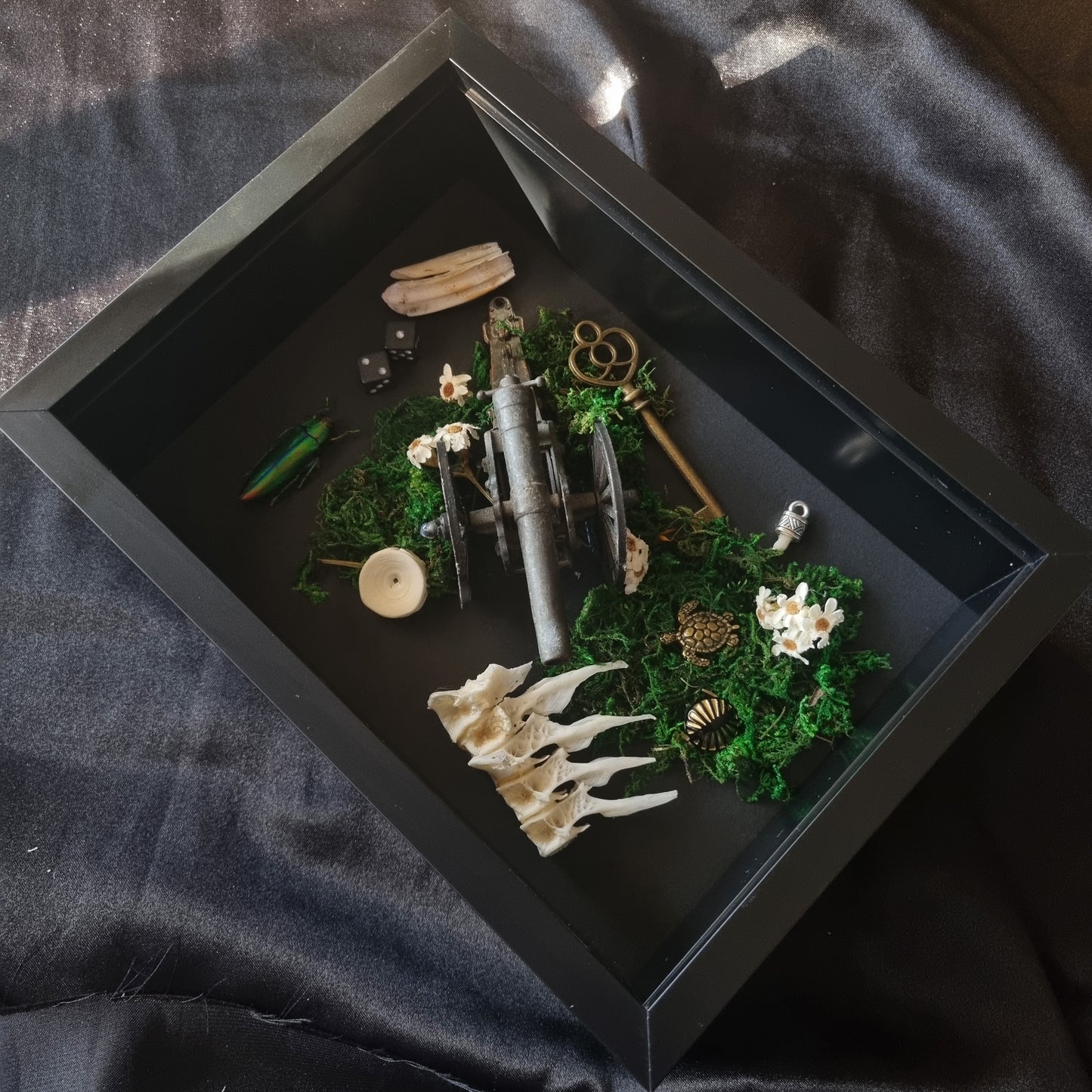 Curio Frame Cannon | Oddities | Framed Entomology Décor | Real Specimen | Nature