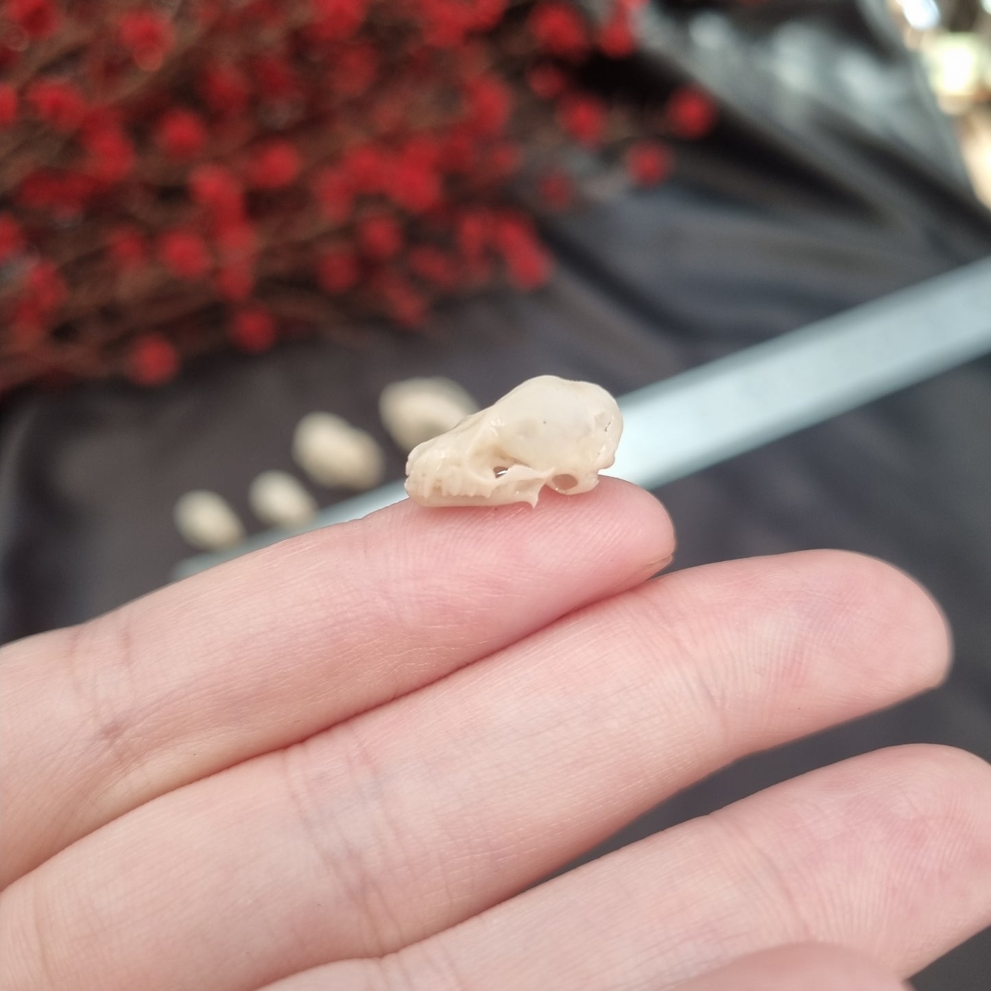 Bat Skull | Replicas | Multiple Species | Fruit Bat | myotis dasycneme | Nyctalus lasiopterus | Myotis bechsteinii | Plecotus Auritus