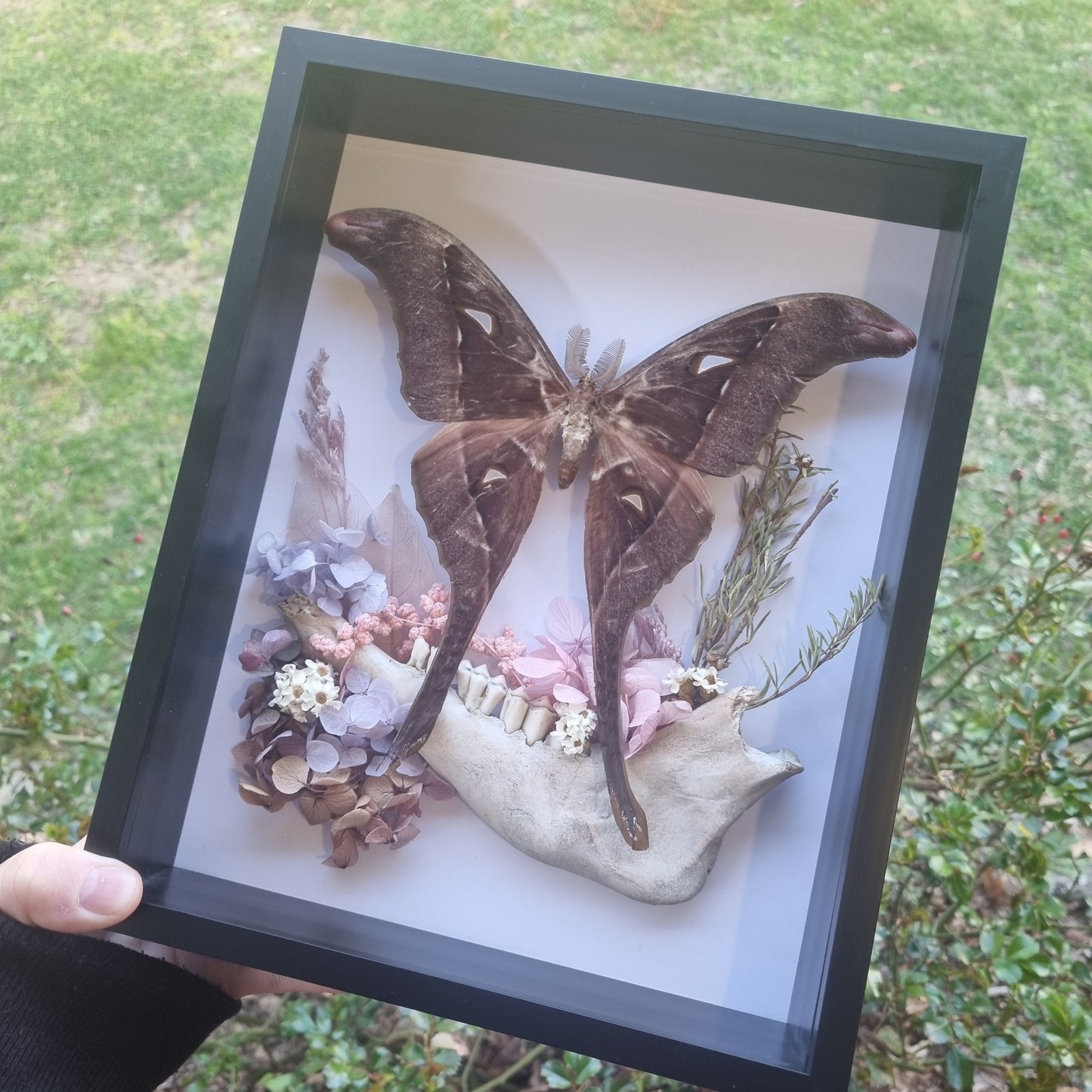 Rare Coscinocera hercules Moth | Frame