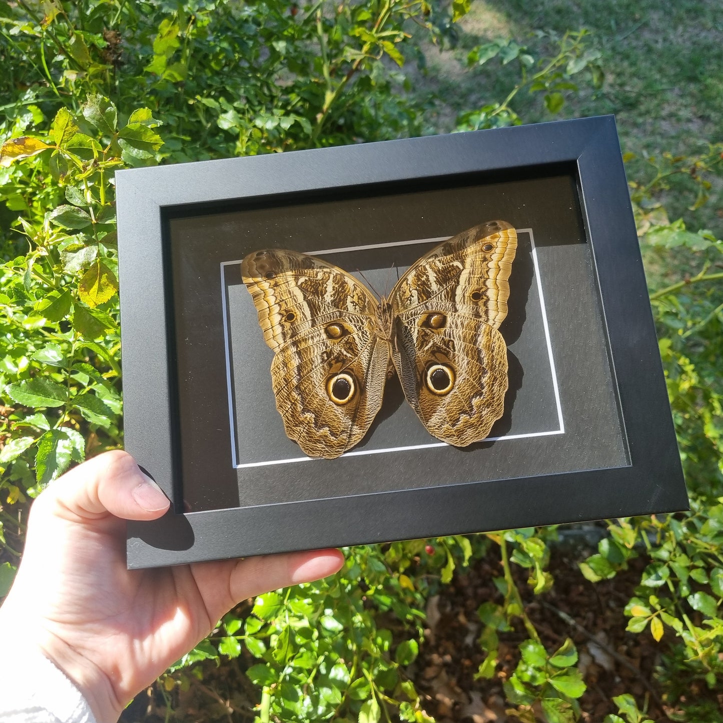 Caligo Brasiliensis