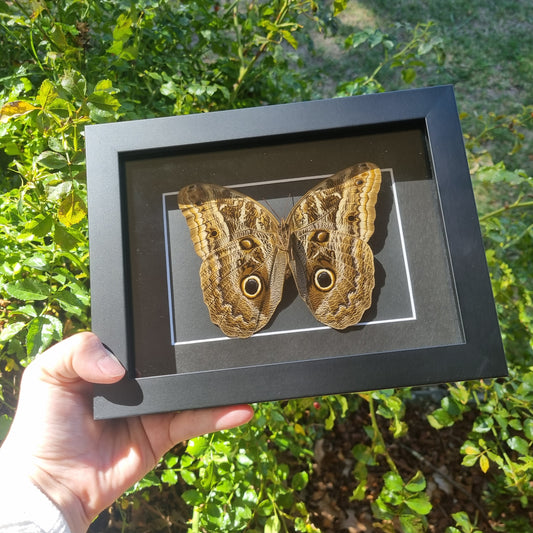 Caligo Brasiliensis