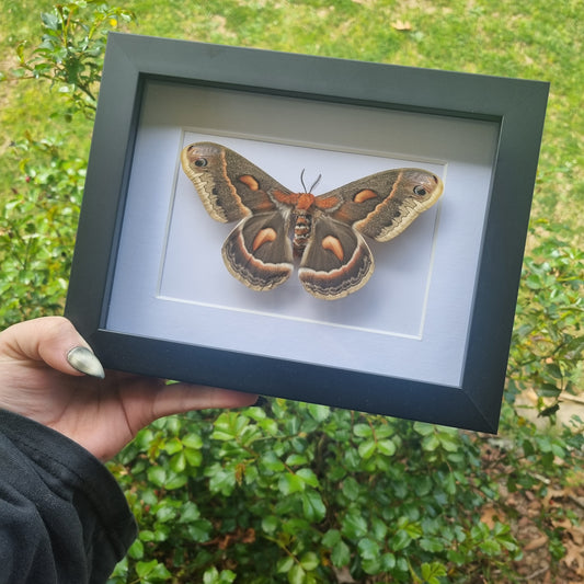 Hyalophora Cecropia Moth |High Quality Frame | Framed Entomology Décor | Real Specimen | Nature